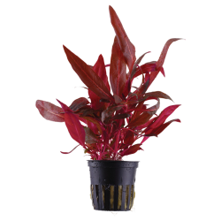 Alternanthera reineckii 'Rosanervig' - Tropica