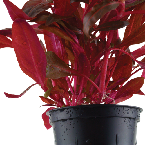 Alternanthera Reineckii 'Rosanervig' in Jar -...