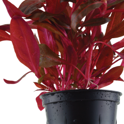 Alternanthera reineckii 'Rosanervig' - Tropica