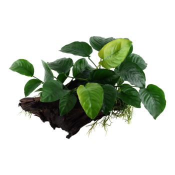 Anubias Barters sp. on wood XL - Tropica