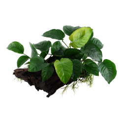 Anubias barteri sp. on wood XL - Tropica