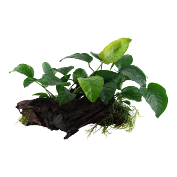 Anubias Barters sp. on wood XL - Tropica 2