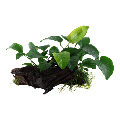 Anubias Barters sp. on wood XL - Tropica