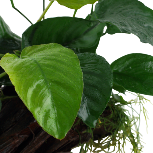 Anubias barteri sp. su legno XL - Tropica