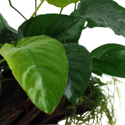 Anubias Bears Sp. sur bois xl - Tropica