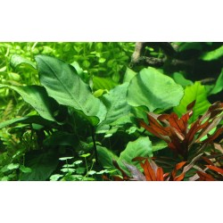 Anubias Barters sp. on wood XL - Tropica