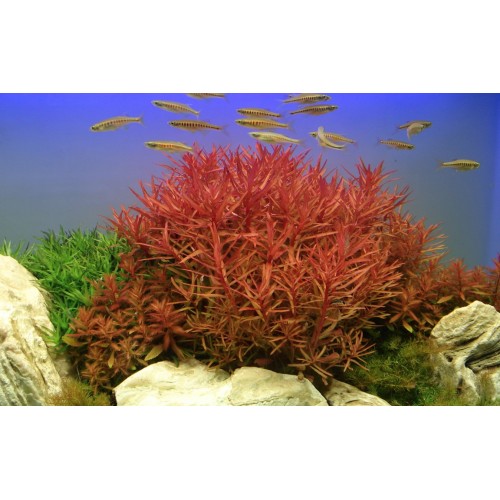 Ammannia crassicaulis in vasetto - Tropica