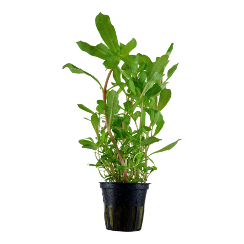 Ammannia crassicaulis - Tropica