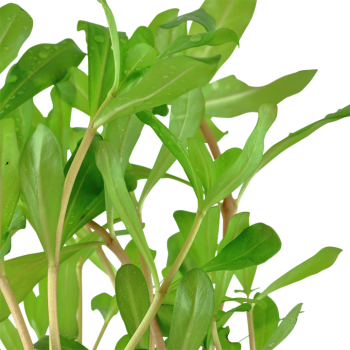 Ammnogia Crassicaulis in jar - Tropica 2