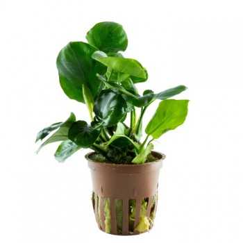 Anubias Barters 'Coin Leaf' in Jasetto - Tropica