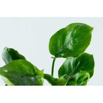 Anubias Barters 'Coin Leaf' in Jasetto - Tropica 2