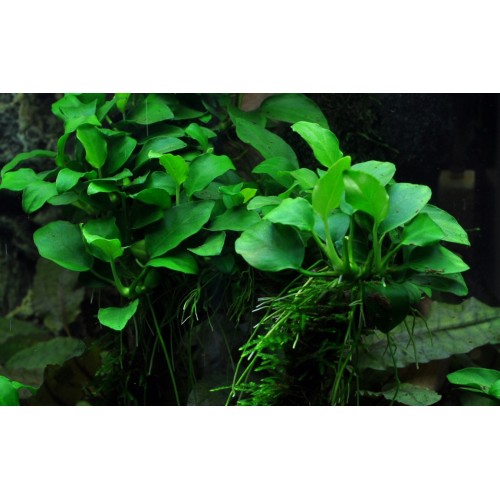 Anubias barteri 'Petite' - Tropica
