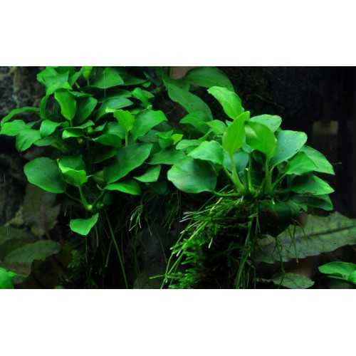 Anubias Barters 'Petite' in jar - Tropica