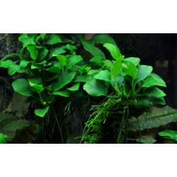 Anubias barteri 'Petite' - Tropica
