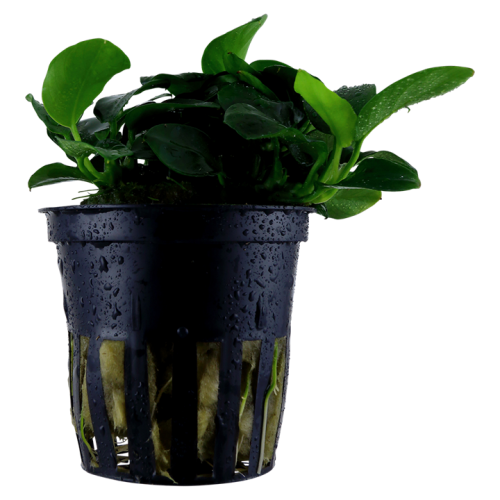 Anubias Bears 'Petite' dans Jar - Tropica