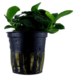 Anubias Barters 'Petite' in jar - Tropica