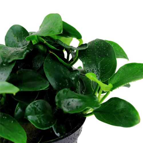 Anubias Bears 'Petite' dans Jar - Tropica
