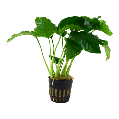 Anubias barteri var. barteri in vasetto - Tropica