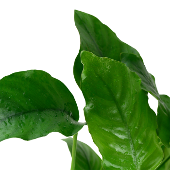 Anubias Barters Var. Barters in Jar - Tropica 2