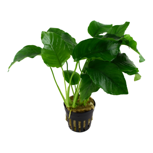 Anubias Barters Var. Barters in Jar - Tropica