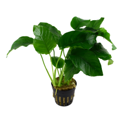Anubias Bétones var. Bétones à Jar - Tropica