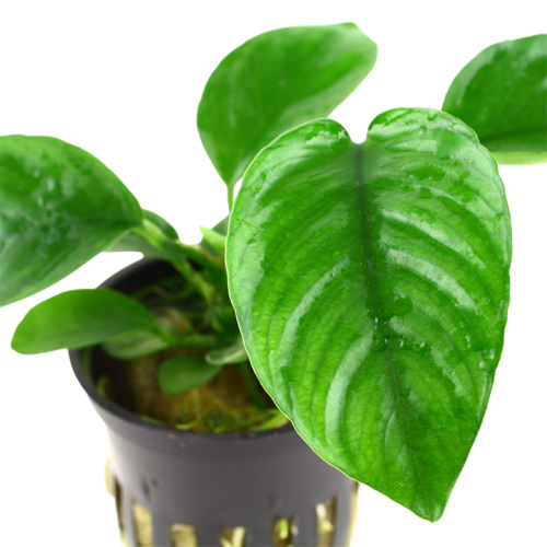 Anubias barteri var. caladiifolia in vasetto -...