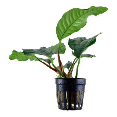 Anubias Bétones var. 'Coffeifolia' dans le pot...