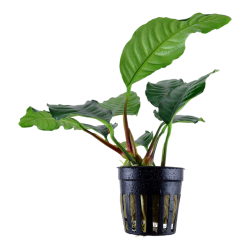 Anubias barteri var. 'Coffeifolia' in vasetto - Tropica