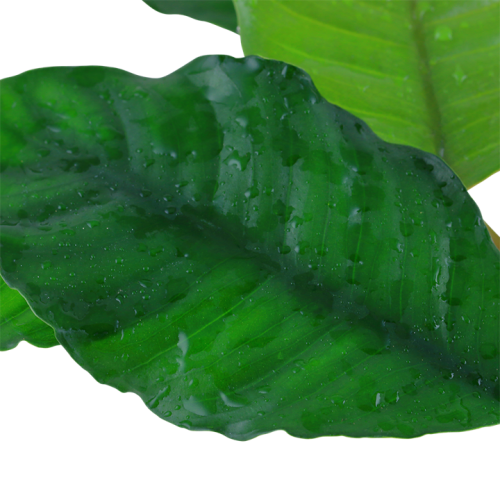 Anubias Bétones var. 'Coffeifolia' dans le pot...