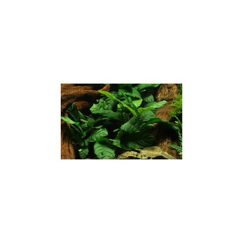 Anubias barteri var. 'Coffeifolia' - Tropica
