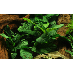 Anubias Barters Var. 'Coffeifolia' in jar - Tropica