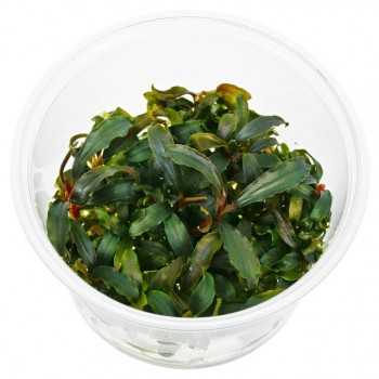 Bukephalandra Kedagang in Cup - Aquaflora