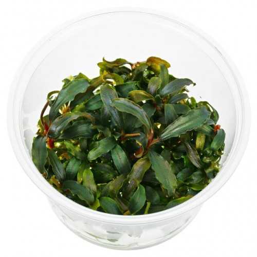 Bukephalandra Kedagang in Cup - Aquaflora