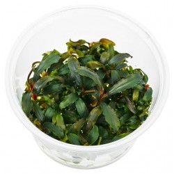 Bukhalandra Kedagang en coupe - Aquaflora