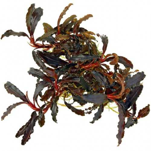 Bukephalandra Kedagang in Cup - Aquaflora