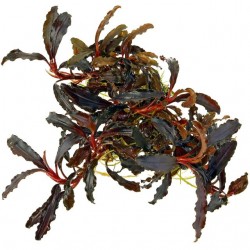 Bukephalandra Kedagang in Cup - Aquaflora