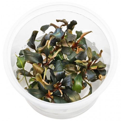 Bucephalandra sp. 'Red' in cup - Aquaflora