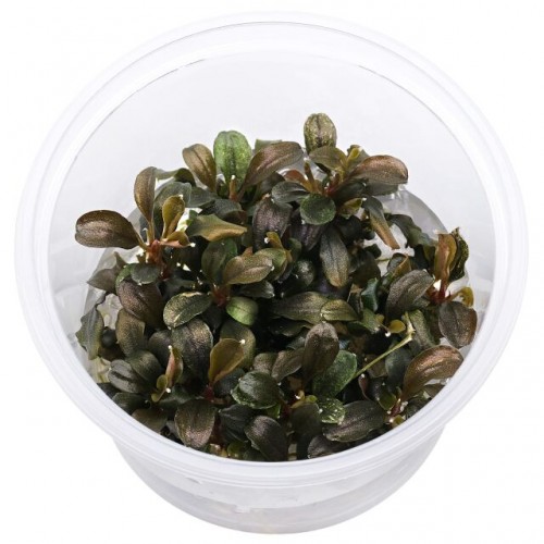 Bucephalandra sp. 'Theia Red' en coupe - Aquaflora