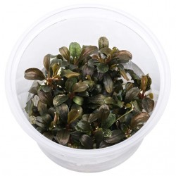 Bucephalandra sp. 'Theia Red' in cup - Aquaflora