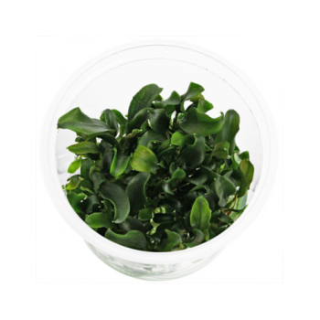 Bucephalandra sp. 'Maia' in cup - Aquaflora