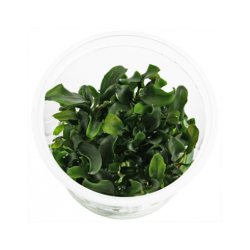 Bucephalandra sp. 'Maia' en coupe - Aquaflora