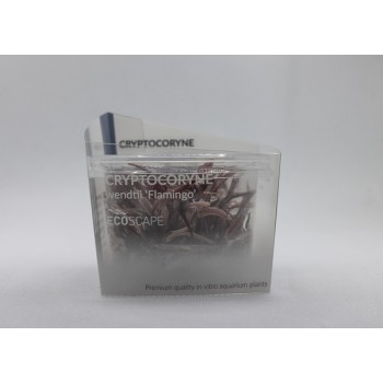 Cryptocoryne 'Flamingo' in cup - Aquaflora