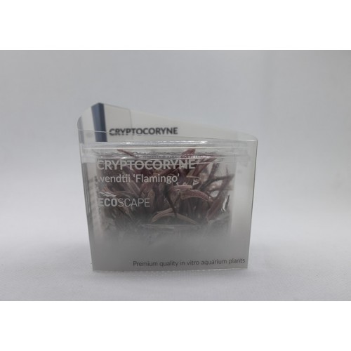 Cryptocoryne 'Flamingo' en coupe - Aquaflora