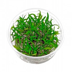 Cryptocoryne parva in cup - Aquaflora