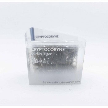 Cryptocoryne Spiralis 'Tiger' en coupe - Aquaflora