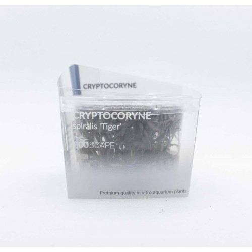 Cryptocoryne Spiralis 'Tiger' en coupe - Aquaflora