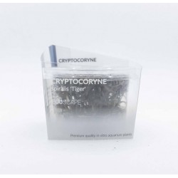 Cryptocoryne Spiralis 'Tiger' en coupe - Aquaflora