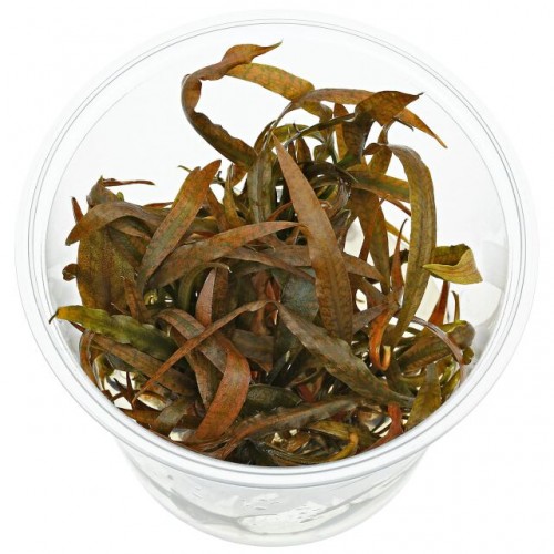 Cryptocoryne spiralis 'Tiger' in cup - Aquaflora
