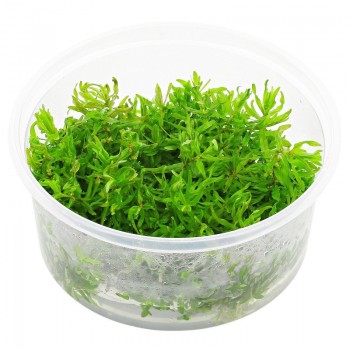 Didiplis diandra in cup - Aquaflora