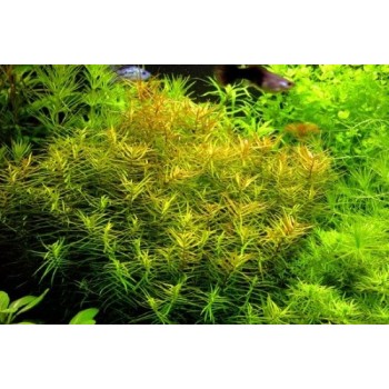 Didiplis Diandra en coupe - Aquaflora 2